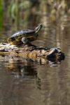 Turtle Sunning On Log